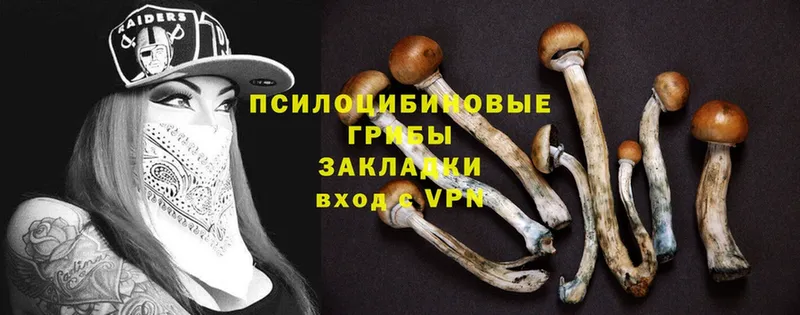 Галлюциногенные грибы Psilocybe  где продают   Велиж 